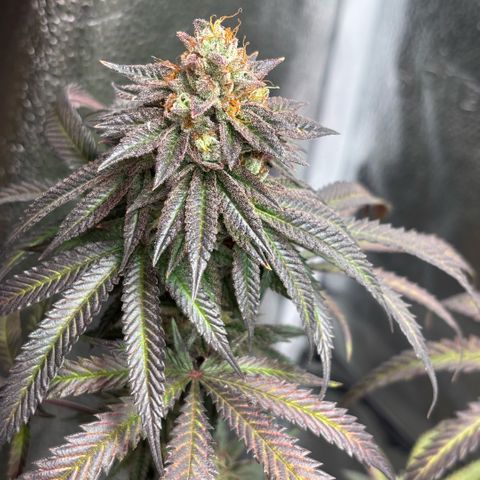 Chicken n’ Wafflez growlog timeline photo