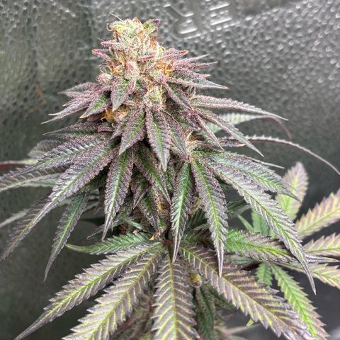 Chicken n’ Wafflez growlog timeline photo