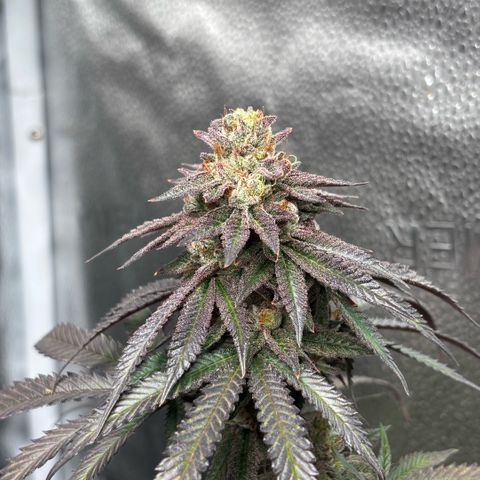 Chicken n’ Wafflez growlog timeline photo
