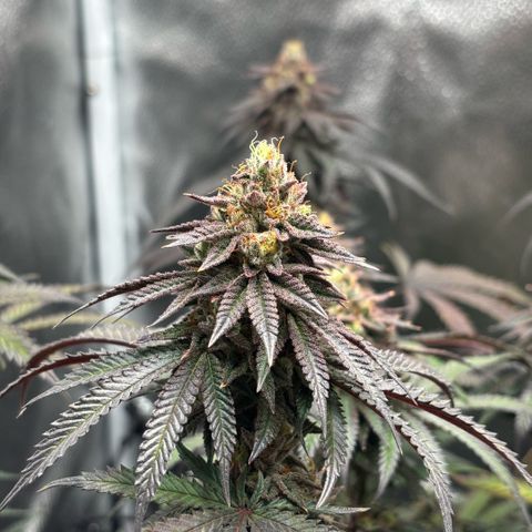 Chicken n’ Wafflez growlog timeline photo