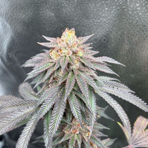 Chicken n’ Wafflez growlog timeline photo