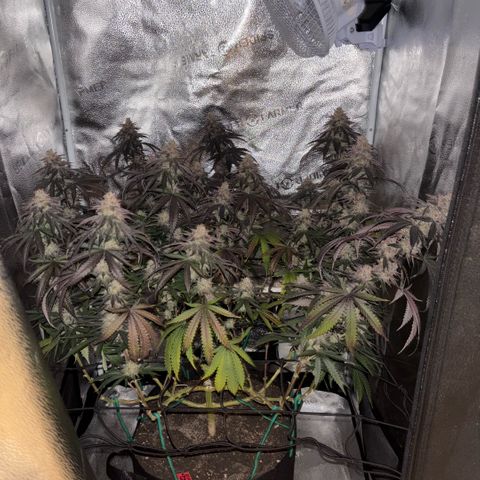 Chicken n’ Wafflez growlog timeline photo