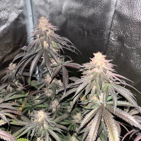 Chicken n’ Wafflez growlog timeline photo