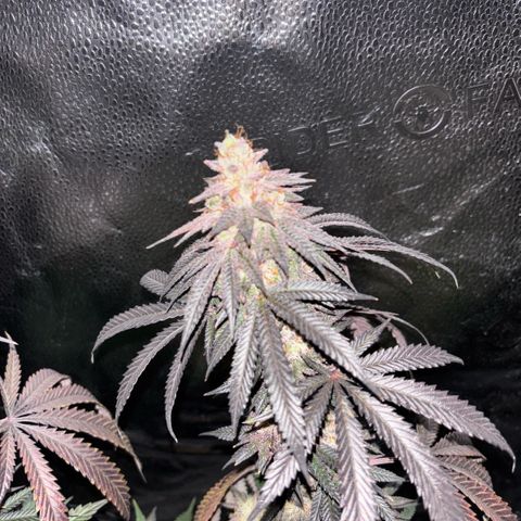 Chicken n’ Wafflez growlog timeline photo