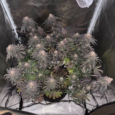 Chicken n’ Wafflez growlog timeline photo