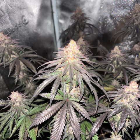 Chicken n’ Wafflez growlog timeline photo