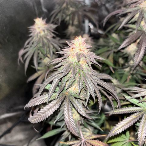 Chicken n’ Wafflez growlog timeline photo
