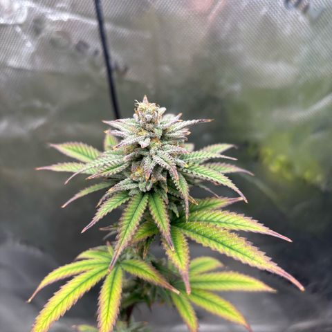 Blueberry Muffin growlog timeline photo