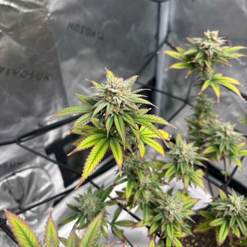Blueberry Muffin growlog timeline photo