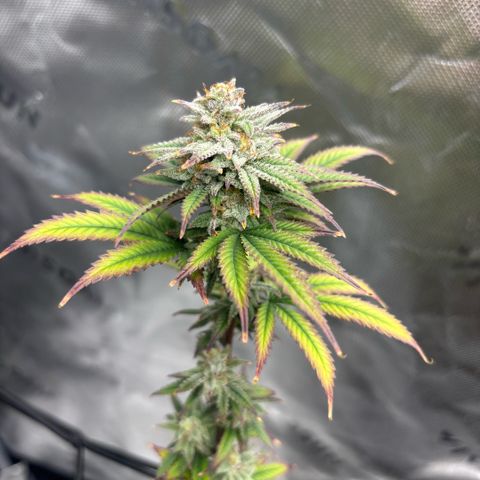 Blueberry Muffin growlog timeline photo