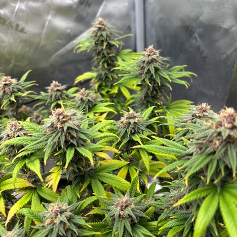 Banana Melt growlog timeline photo