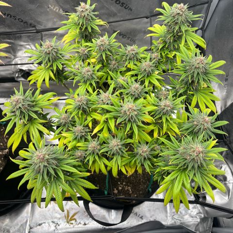 Banana Melt growlog timeline photo