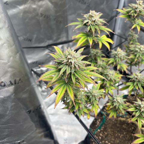 Blueberry Muffin growlog timeline photo