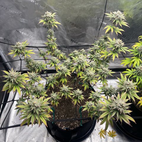 Blueberry Muffin growlog timeline photo