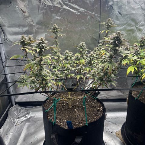 Blueberry Muffin growlog timeline photo