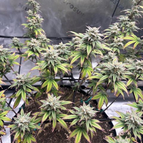 Blueberry Muffin growlog timeline photo