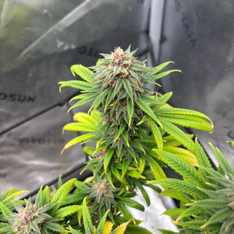 Banana Melt growlog timeline photo