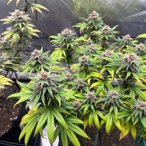Banana Melt growlog timeline photo