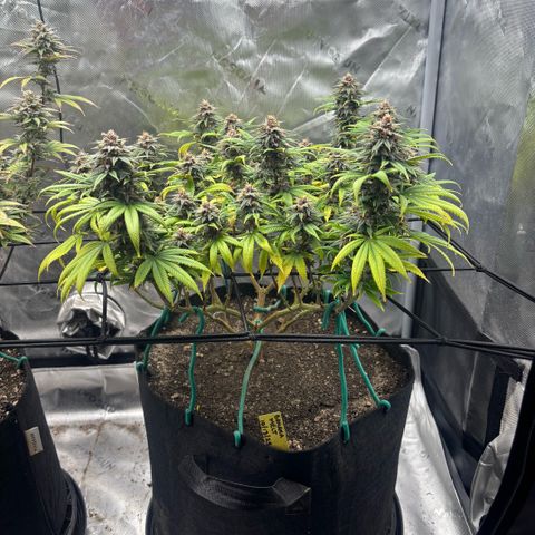 Banana Melt growlog timeline photo