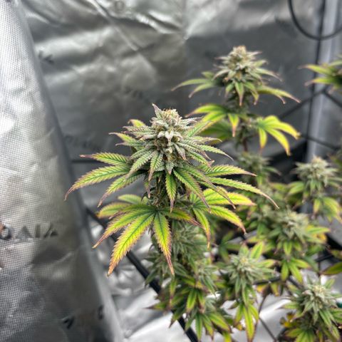 Blueberry Muffin growlog timeline photo