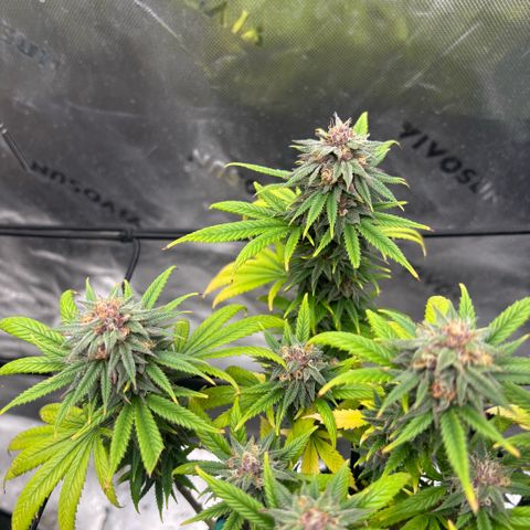 Banana Melt growlog timeline photo