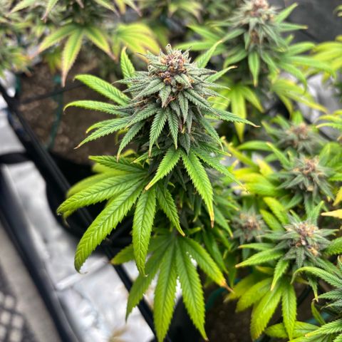 Banana Melt growlog timeline photo