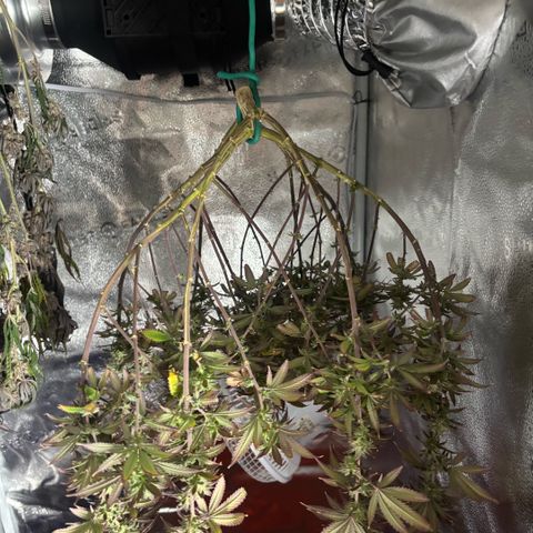 Blueberry Muffin growlog timeline photo