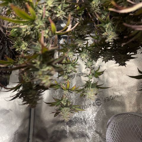 Blueberry Muffin growlog timeline photo