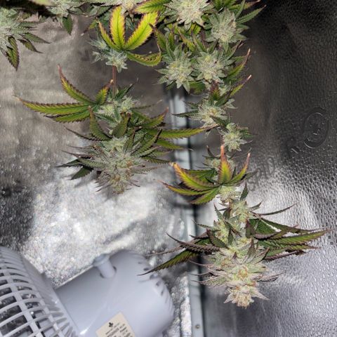 Blueberry Muffin growlog timeline photo
