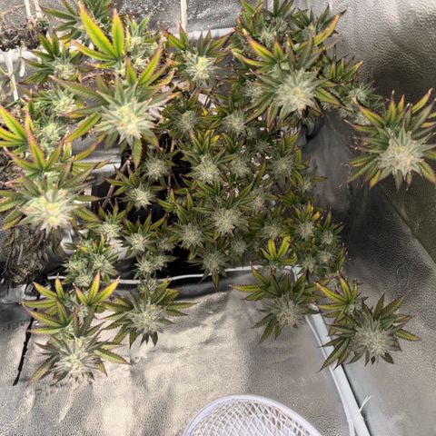 Blueberry Muffin growlog timeline photo