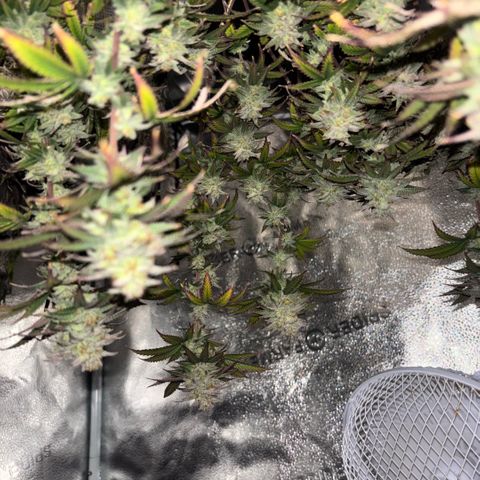 Blueberry Muffin growlog timeline photo