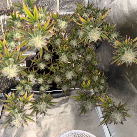 Blueberry Muffin growlog timeline photo