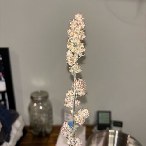 Chicken n’ Wafflez growlog timeline photo