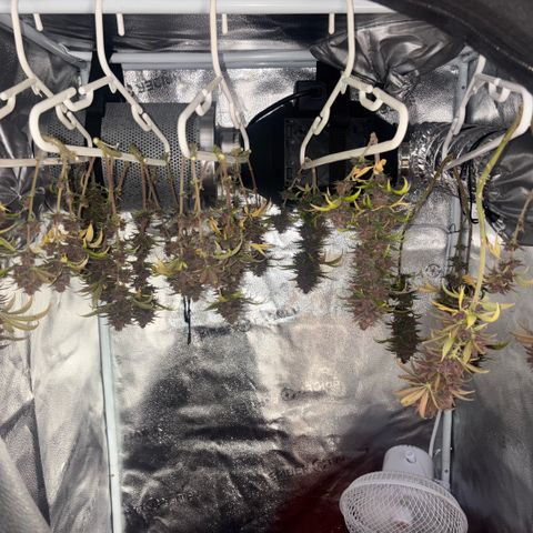 Banana Melt growlog timeline photo