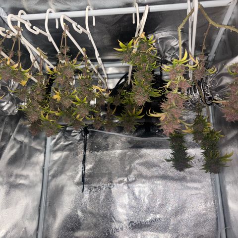 Banana Melt growlog timeline photo