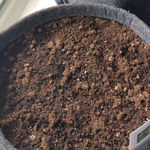 Auto Candy Bubatz XL  growlog timeline photo