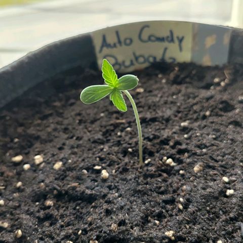 Auto Candy Bubatz XL  growlog timeline photo