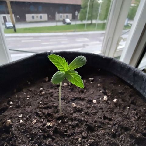 Auto Candy Bubatz XL  growlog timeline photo