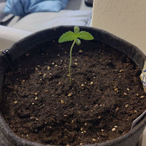 Auto Candy Bubatz XL  growlog timeline photo