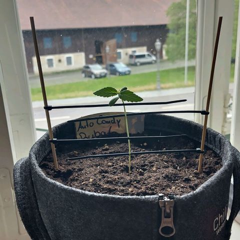 Auto Candy Bubatz XL  growlog timeline photo