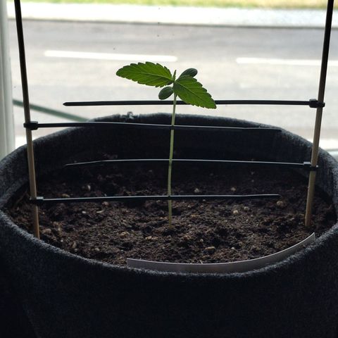 Auto Candy Bubatz XL  growlog timeline photo