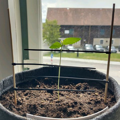 Auto Candy Bubatz XL  growlog timeline photo