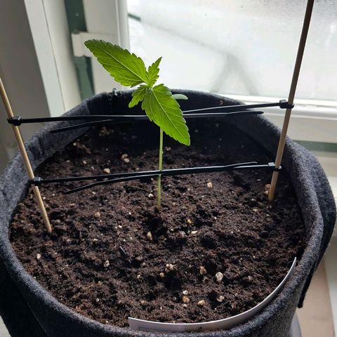 Auto Candy Bubatz XL  growlog timeline photo