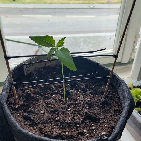 Auto Candy Bubatz XL  growlog timeline photo
