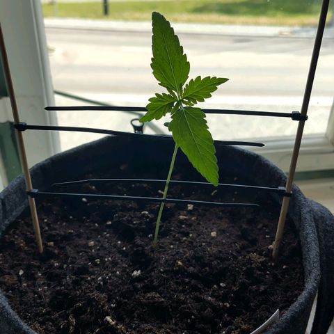Auto Candy Bubatz XL  growlog timeline photo