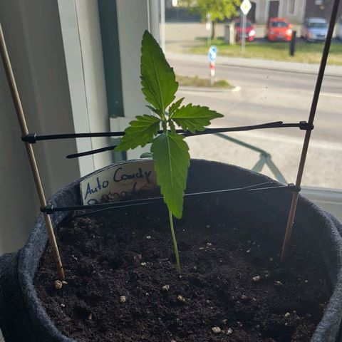 Auto Candy Bubatz XL  growlog timeline photo