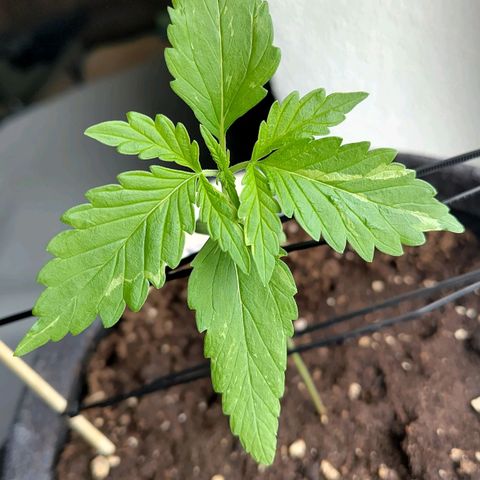 Auto Candy Bubatz XL  growlog timeline photo