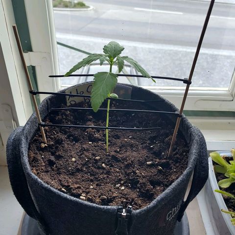 Auto Candy Bubatz XL  growlog timeline photo