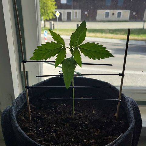 Auto Candy Bubatz XL  growlog timeline photo