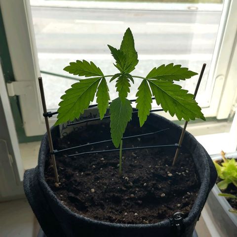 Auto Candy Bubatz XL  growlog timeline photo